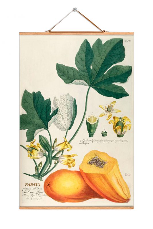 Fruits affiche No 78 eicie OFFRE SPECIALE